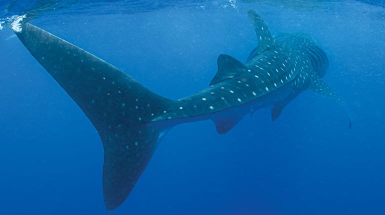 Family swimming with whale sharks