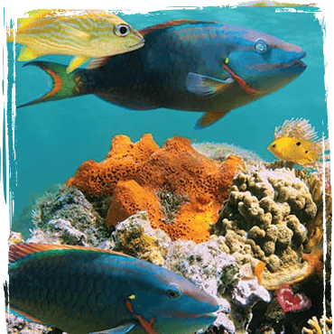 Fish swimming on a reef