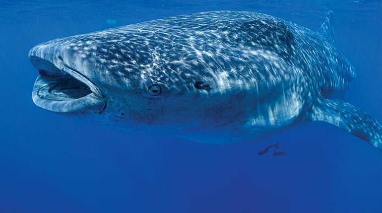 Taking a picture of a whale shark