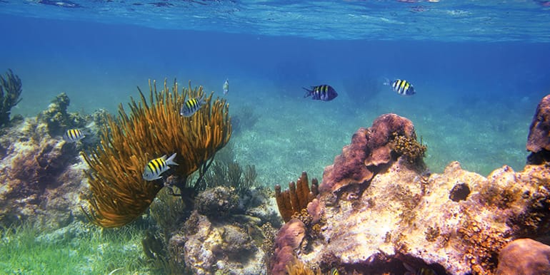 Fish swimming over a reef